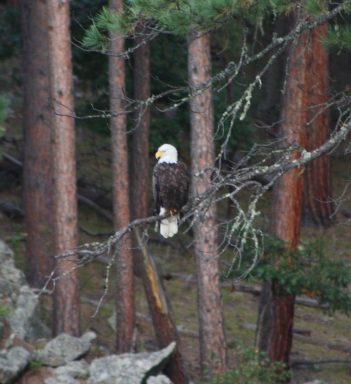 bald eagle.JPG
